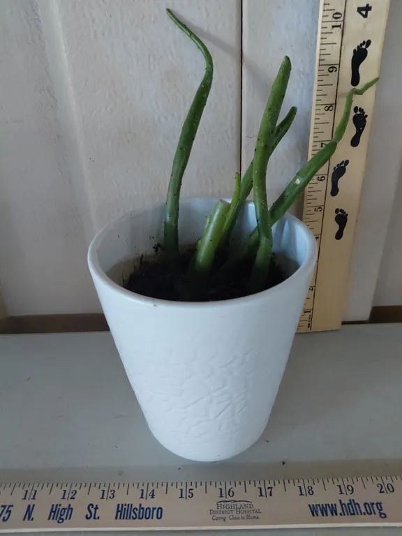 Cats Tail Euphorbia/Firestick Succulent *This Is A Real Plant May/Will Look Different At Time Of Pic