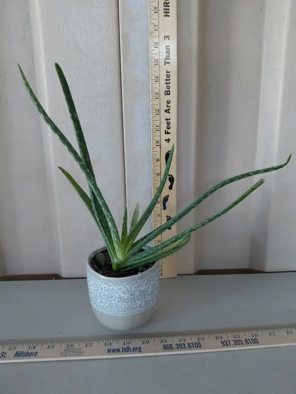 Aloe Vera Plant *This Is A Real Plant May/Will Look Different At Time Of Pickup*