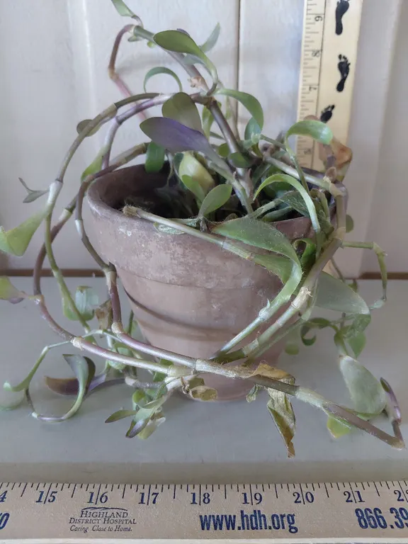 Tradescantia Genus/Wandering Jew Plant *This Is A Real Plant May/Will Look Different At Time Of Pick