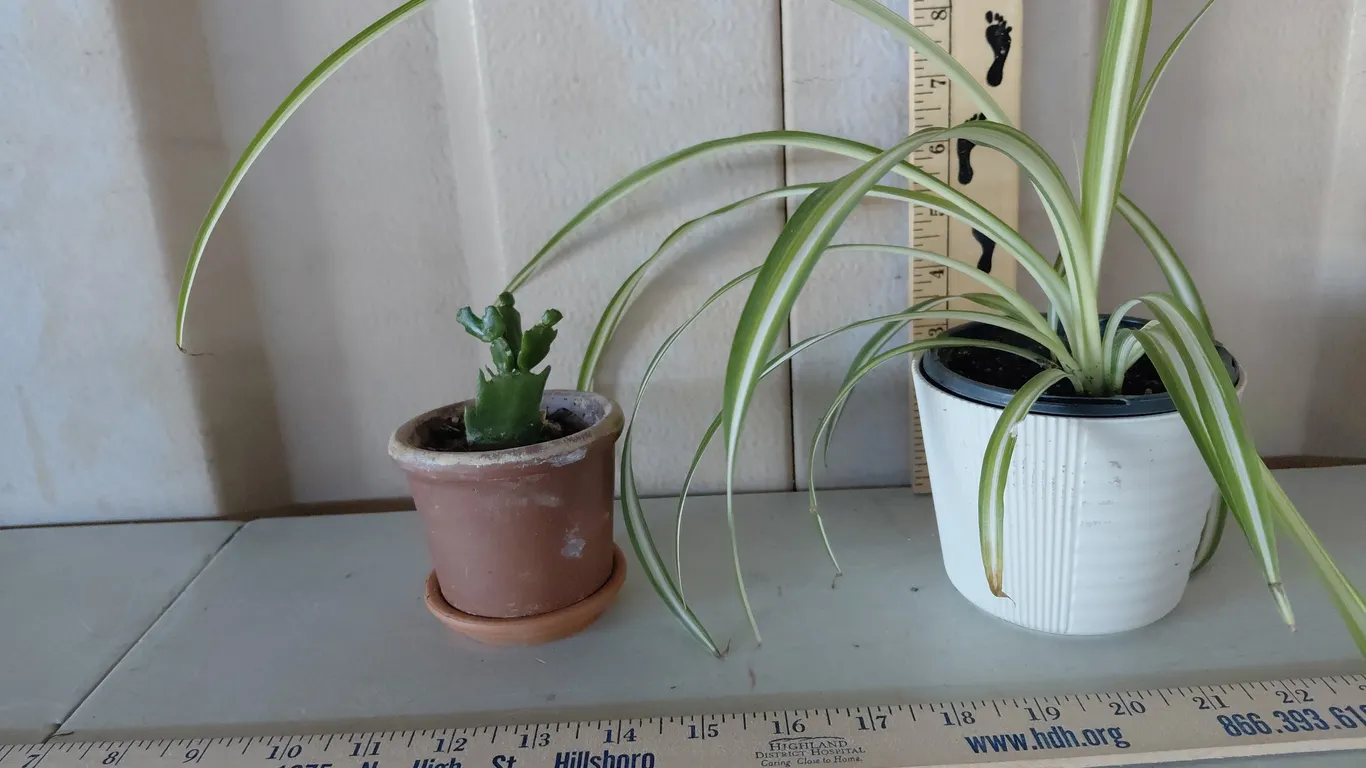 Spider Plant/Chlorophytum Comosum & Holiday Cactus/Schlumbergera Truncata *This Is A Real Plant May/