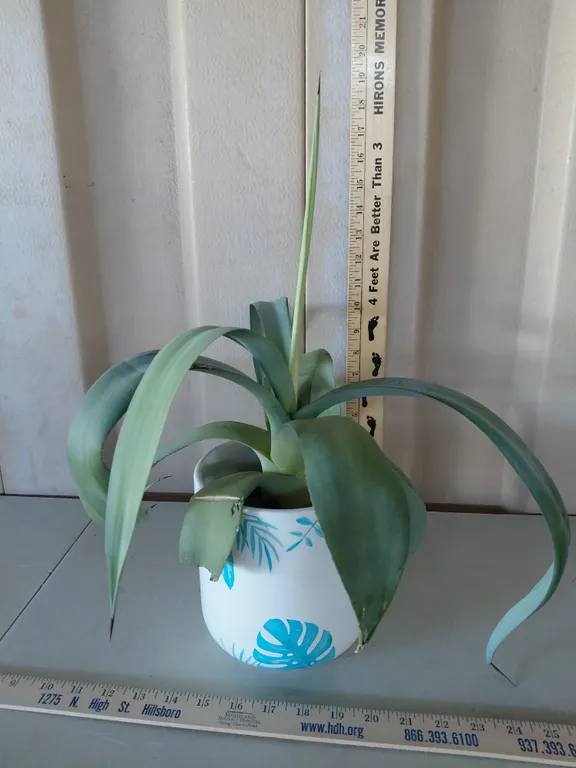 Foxtail Agave/Agave Attenuata Spineless Succulent *This Is A Real Plant May/Will Look Different At T