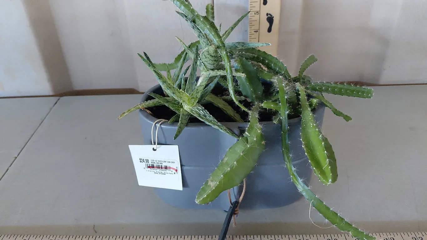 Potted Succulent Arrangement *This Is A Real Plant May/Will Look Different At Time Of Pickup*
