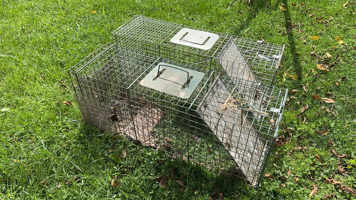 (2) Life Traps