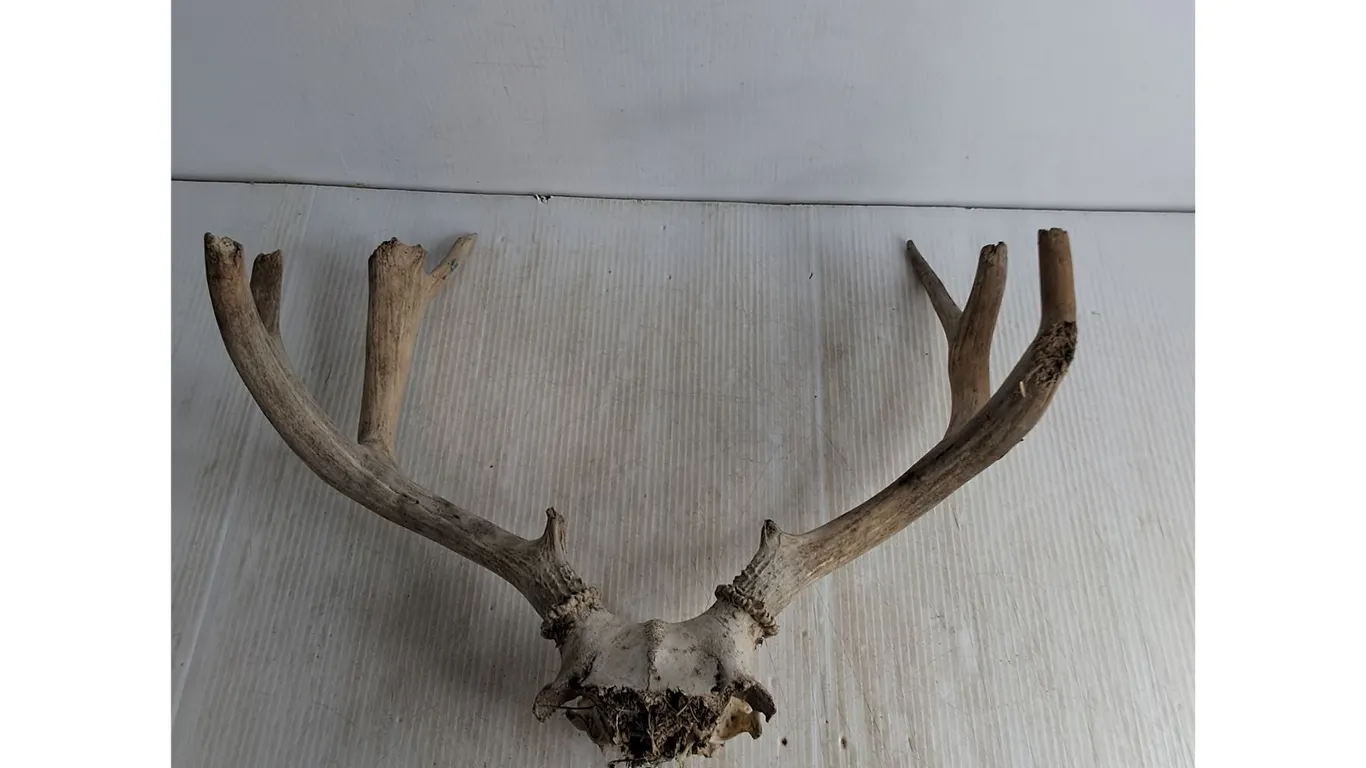 White Tailed Deer Antler Rack & Skull Cap