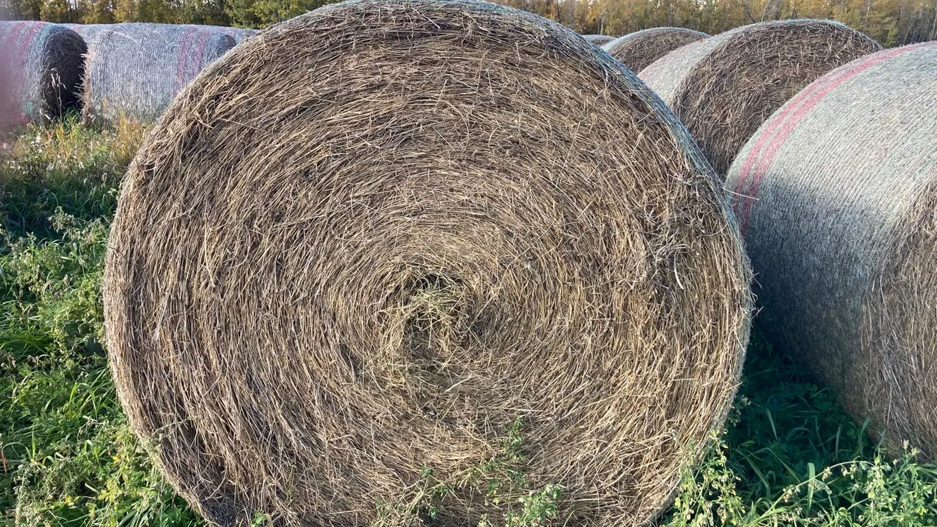 14 Qty Round Bales, First Cut Cow Hay 60-70% Alfalfa the Balance Brome & Timothy**PRICE PER BALE **Located Off-Site 30mins S of Barrhead, Contact 780-