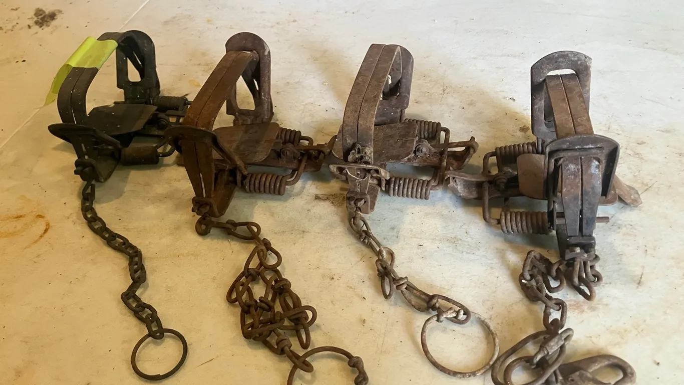 4 - #3 Coil Spring Victor Traps (P3-SWT1-S285)