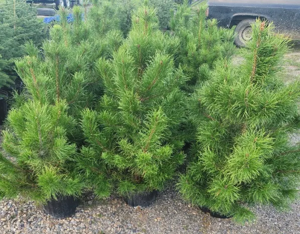 5 - 3' Potted Pine Trees ( 5x Bid Price ) *Unreserved*
