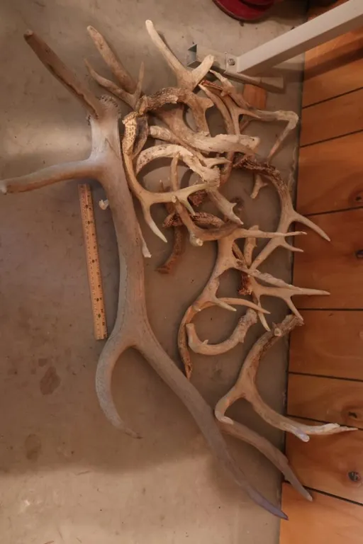 Assorted Shed Antlers