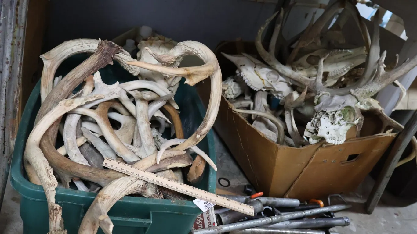Assorted Deer Antlers and Skulls