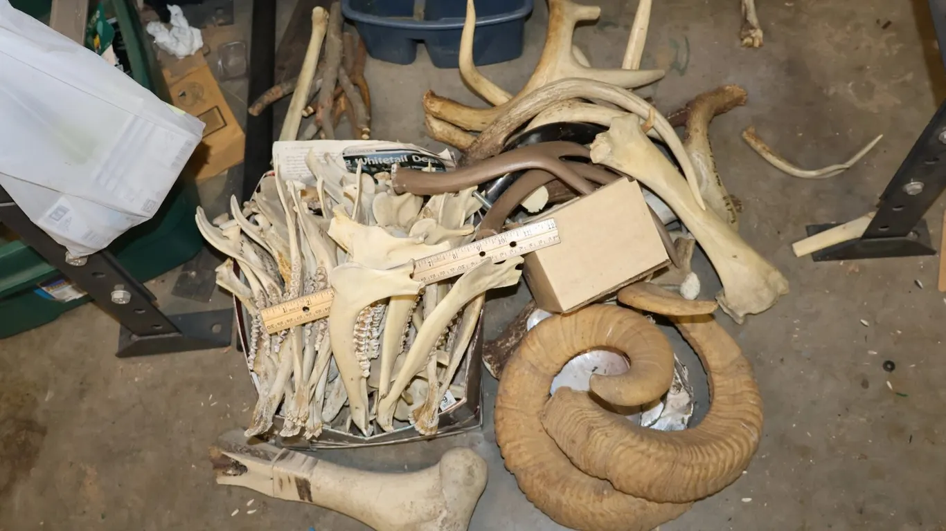 Curled Ram Horn and Whitetail Deer Antlers, and More
