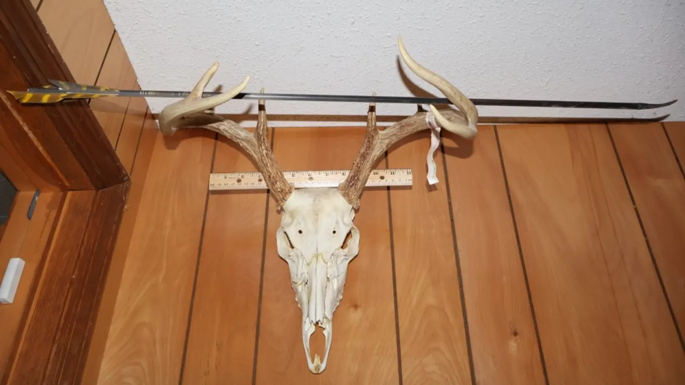 Deer Skull European Mount with Antlers