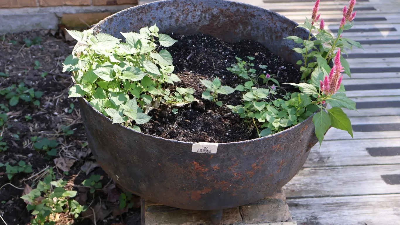 Cast Iron Footed Kettle Planter with Live Plants