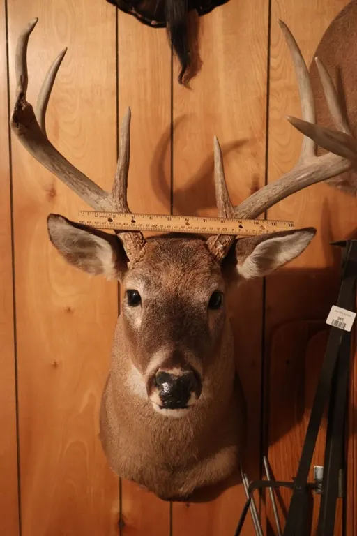 Whitetail Buck Shoulder Taxidermy Mount