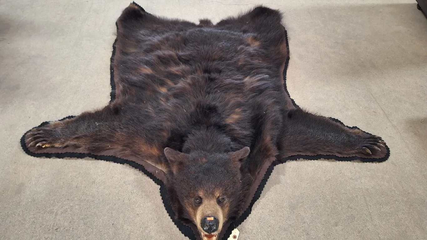 Black Bear Skin Rug