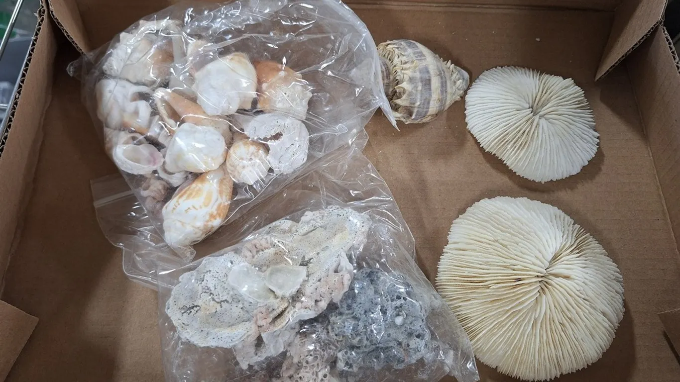 Assorted Seashells