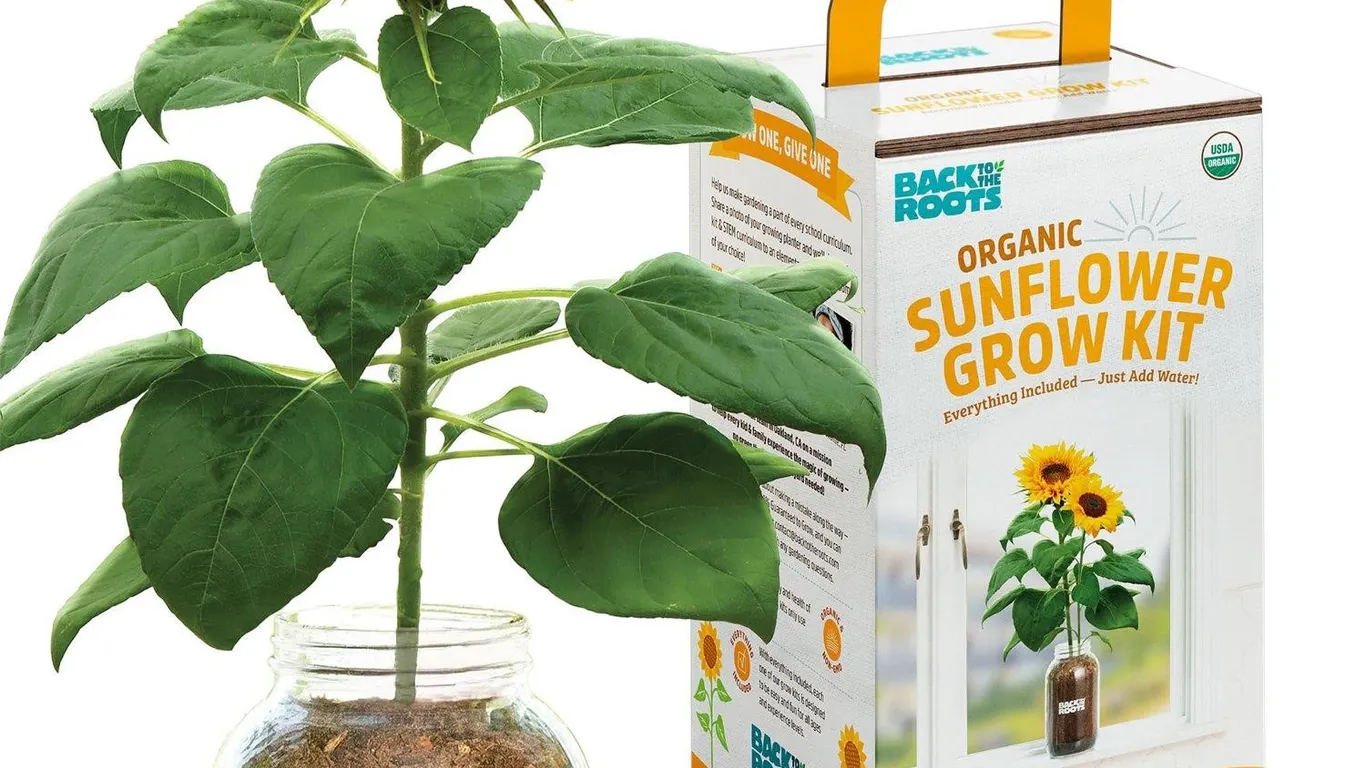 Back to the Roots Sunflower Windowsill Planter Kit