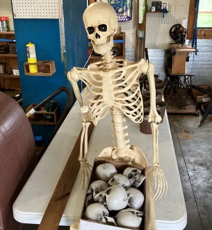 Full-Size Skeleton Prop with Assorted Skulls