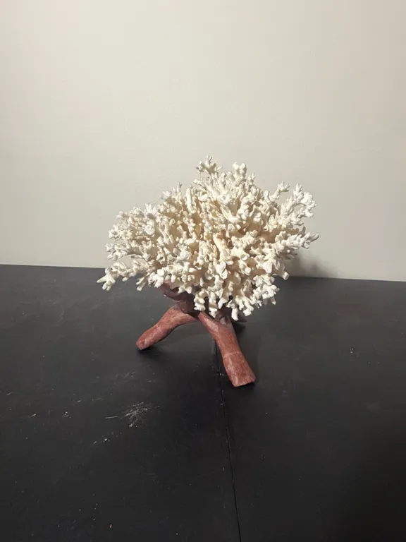 Natural White Branch Coral Specimen on Wooden Stand