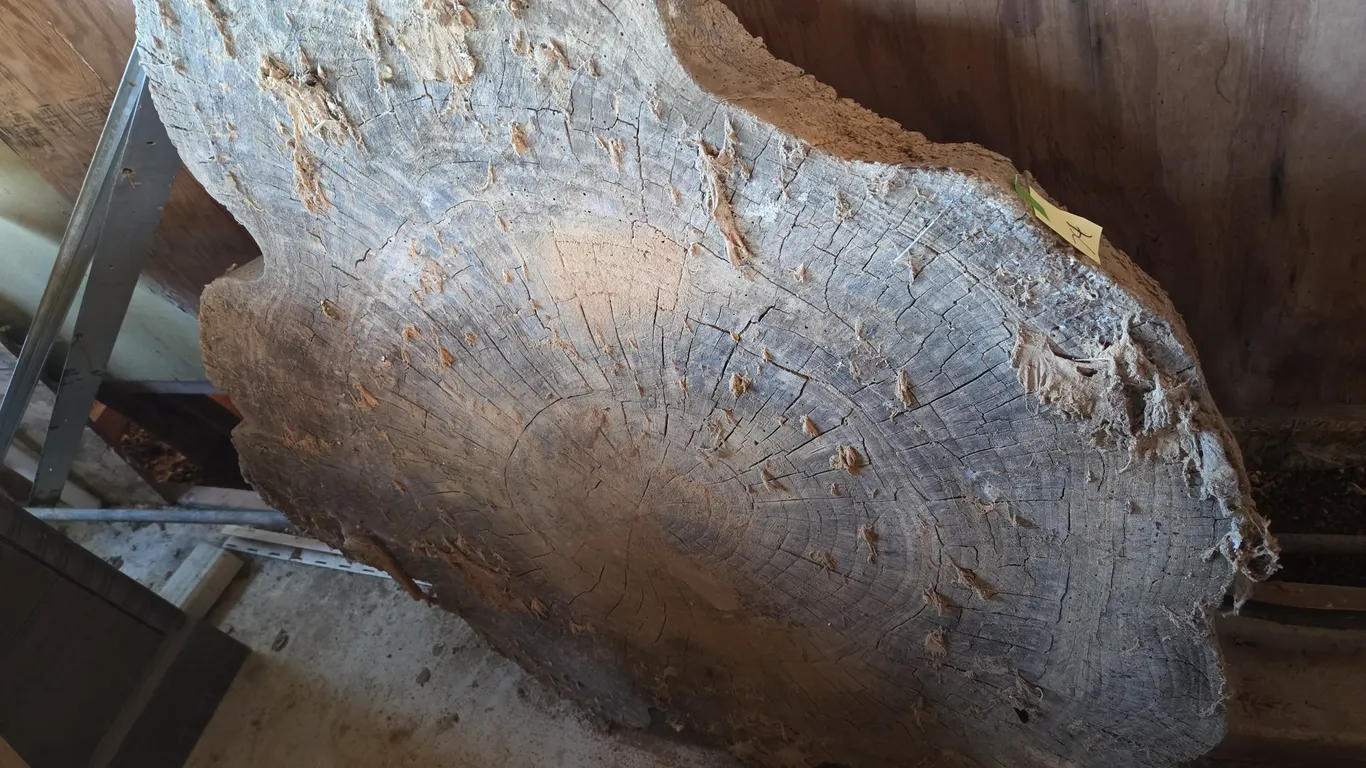 Vintage piece of live edge round slab