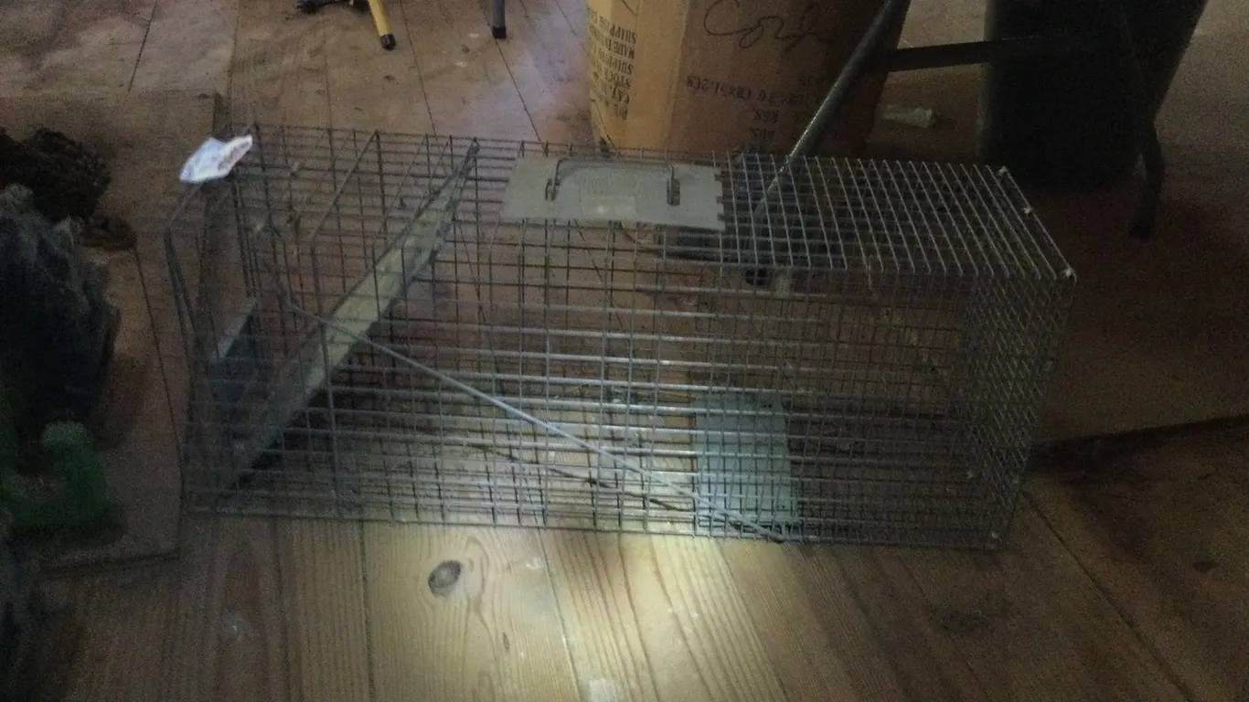 Animal Trap