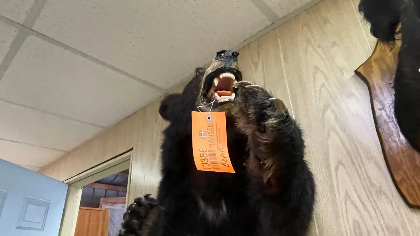 Black Bear Shoulder Mount