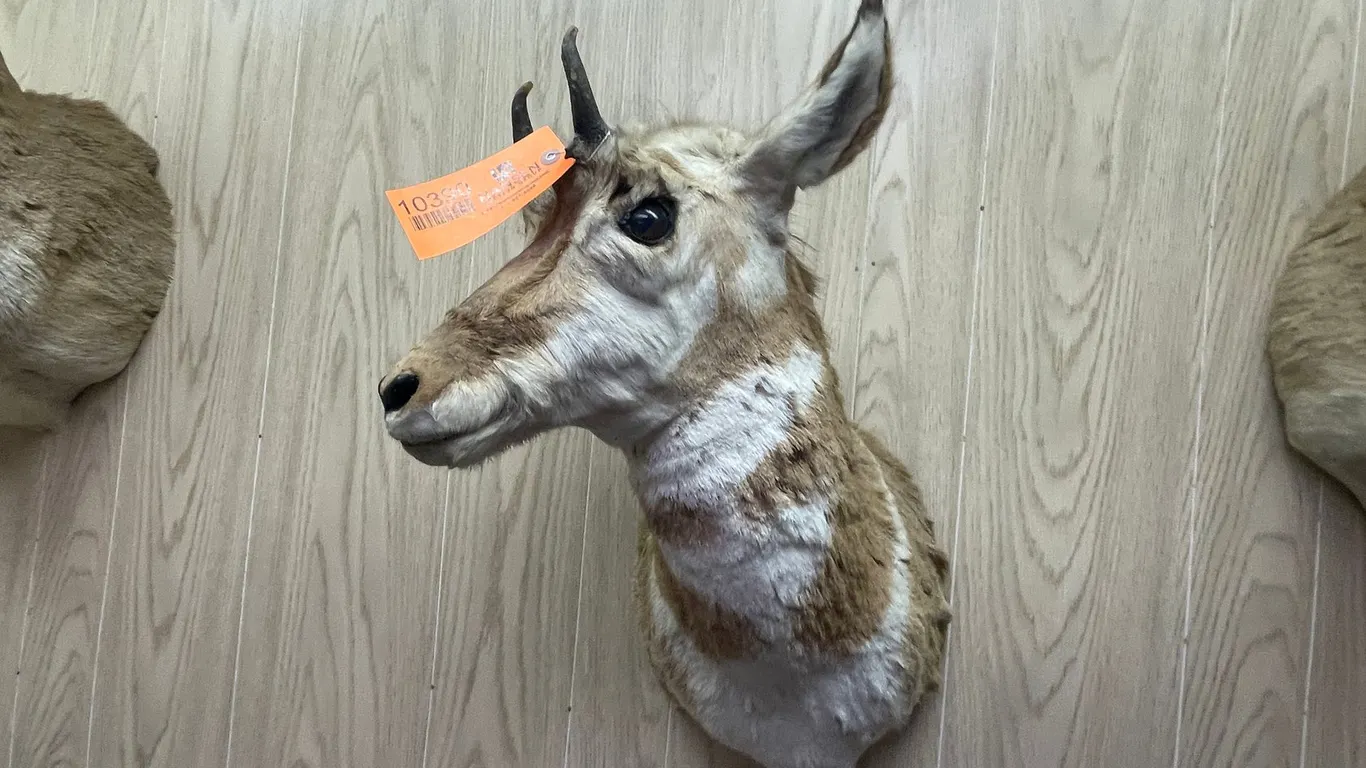 Antelope Shoulder Mount