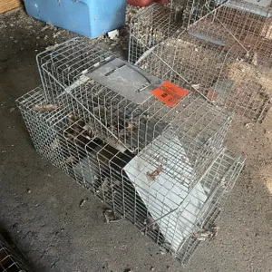 (2) Live Traps