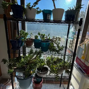 Plants and wire shelving unit