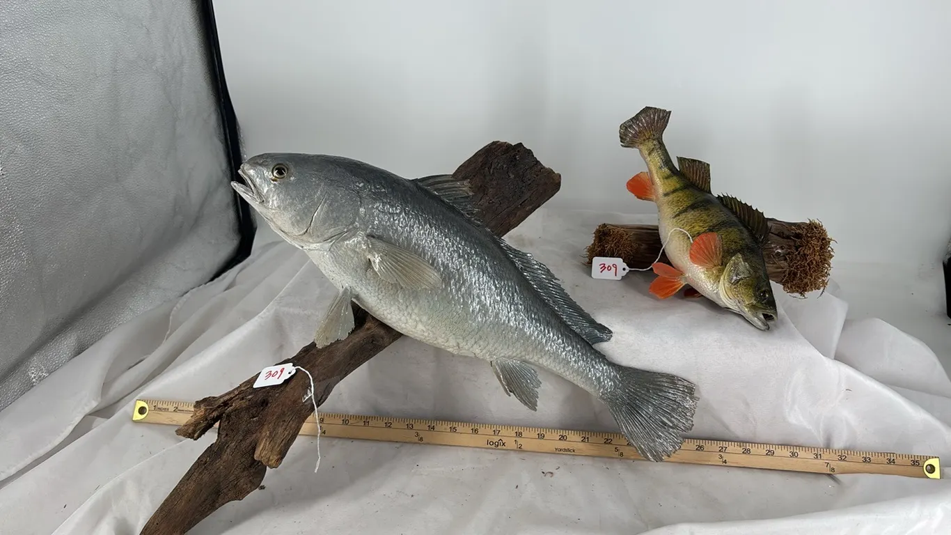 Fish Mounts Yellow Perch & Silver Sea Trout