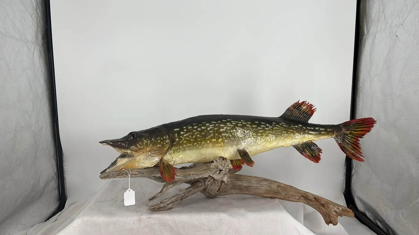 Northern Pike Fish Mount