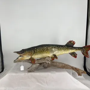 Northern Pike Fish Mount