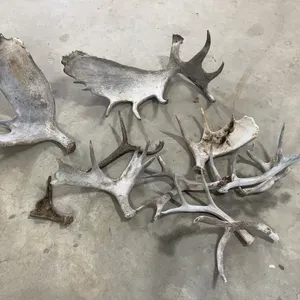 Moose & Deer Antler Sheds
