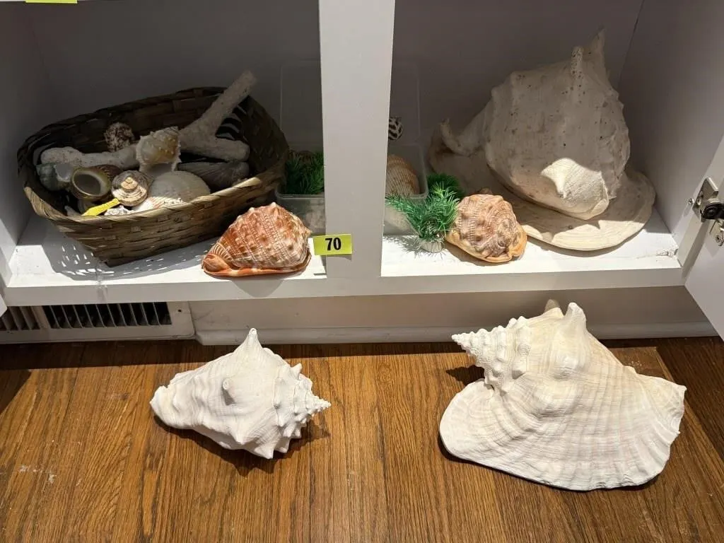 Seashell collection