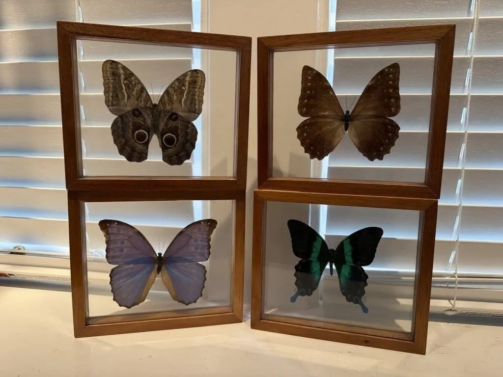 Butterfly specimen shadow boxes (4)