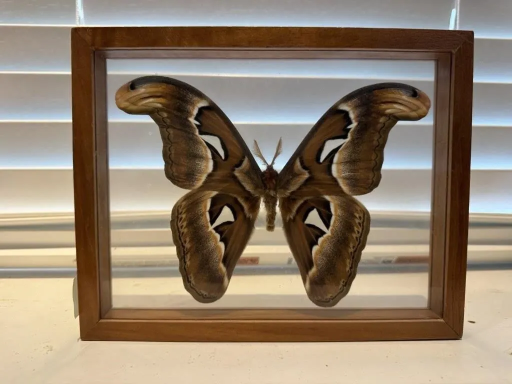 Moth specimen shadowbox