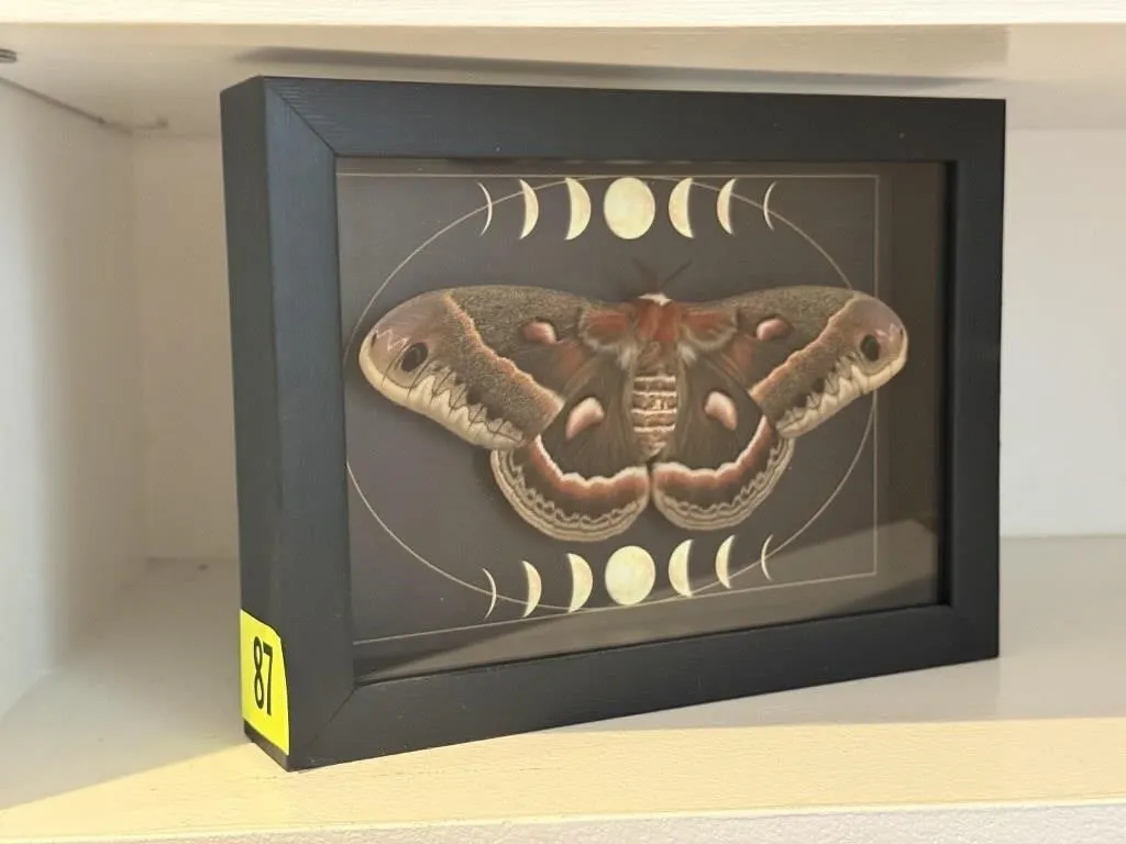 Moon phase taxidermy moth