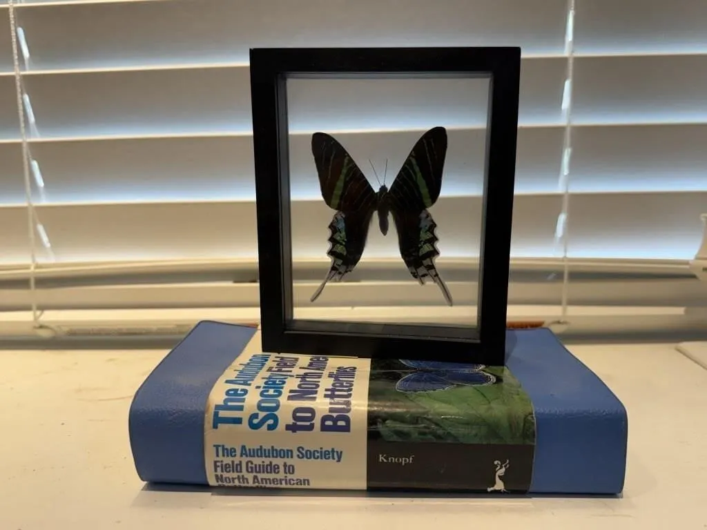 Audubon Society Butterfly field guide, specimen