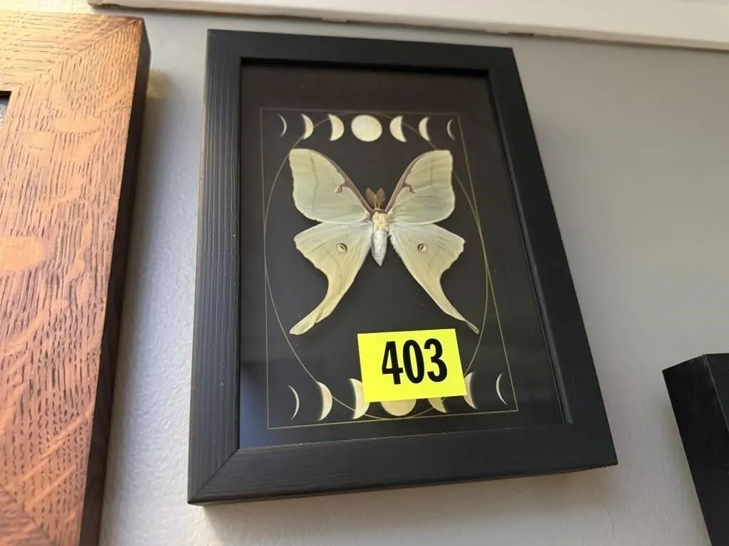 Moon phase moth taxidermy artwork
