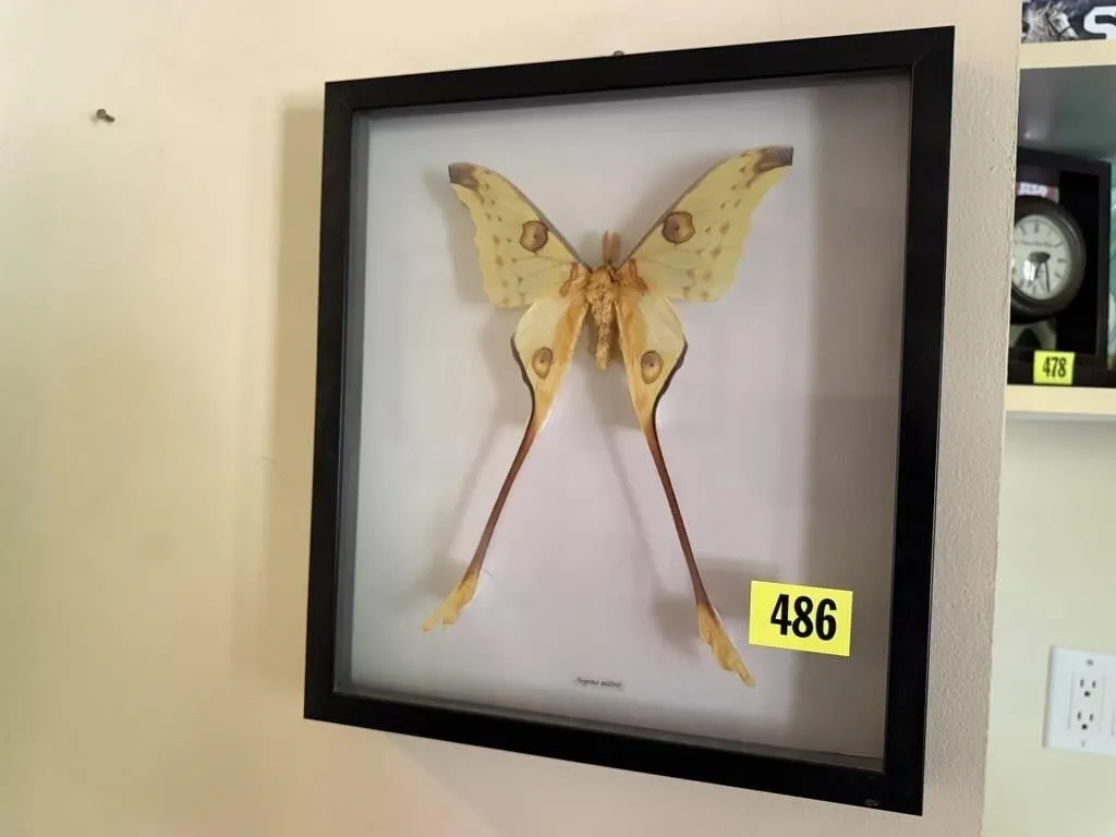 Moth specimen shadow box