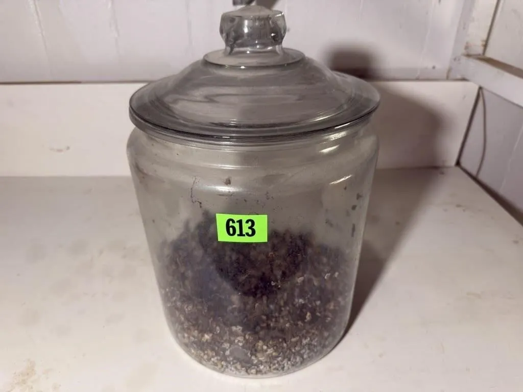 Glass jar terrarium