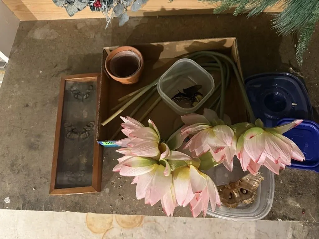 Floral stems, butterfly specimens, shadowbox,