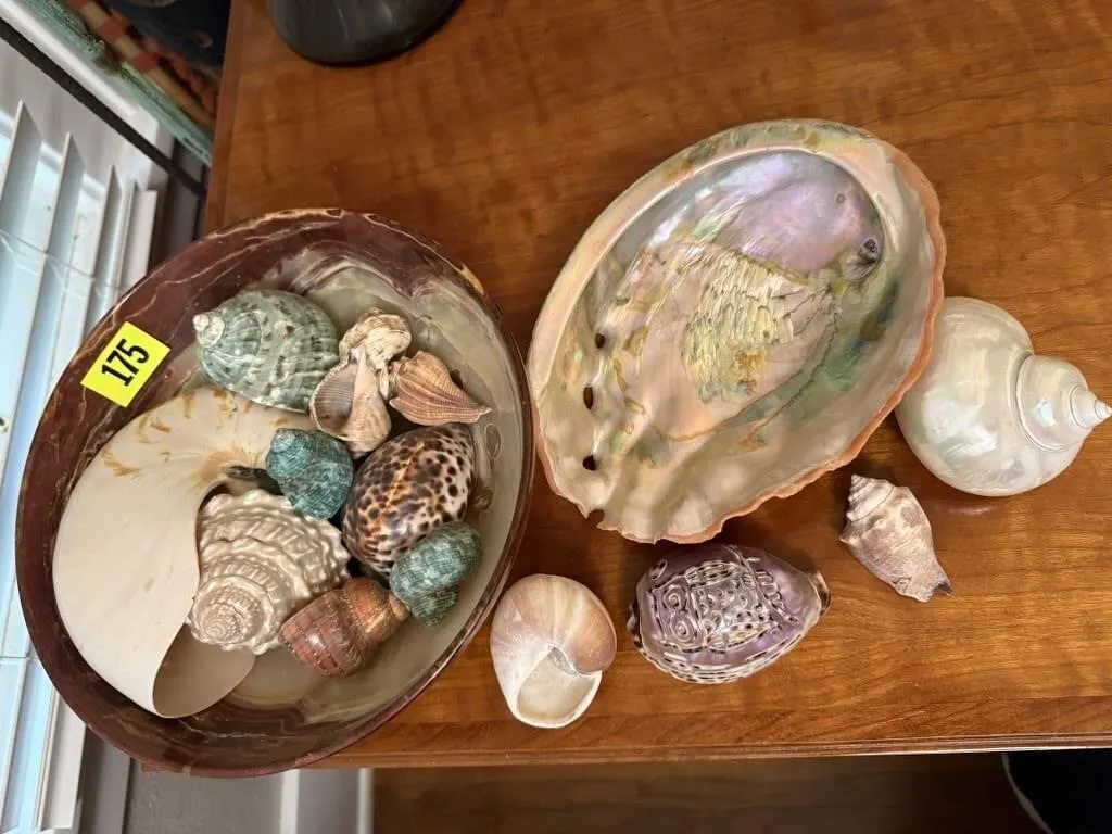 Seashell collection