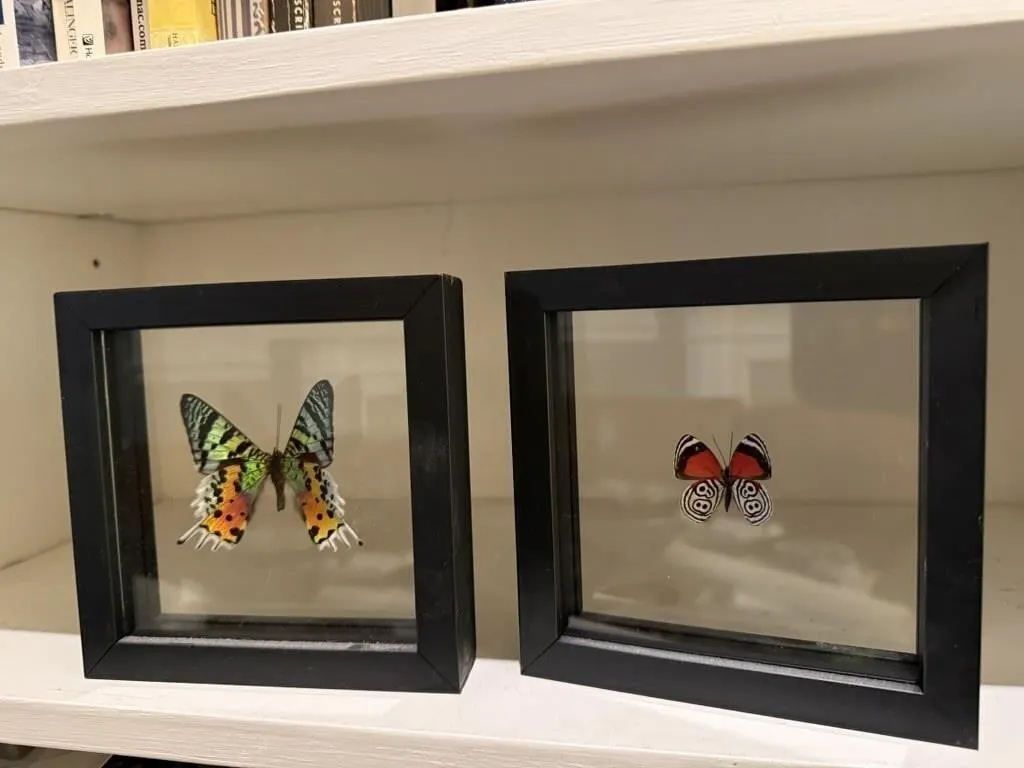 Buttefly specimen shadowboxes (2)