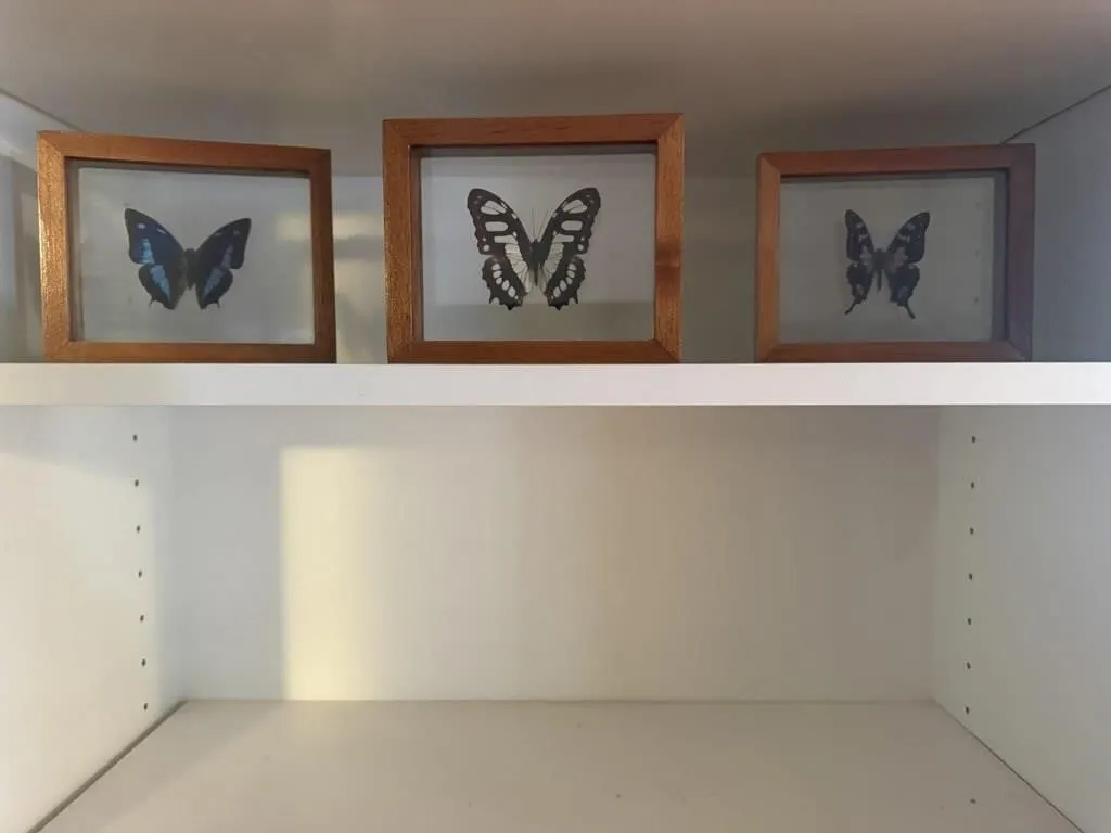 Butterfly specimen shadowboxes (3)
