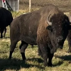 CARDINAL 11 BULLS BASE: 1,400 BONNYVIILE, AB.