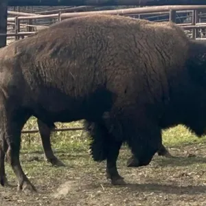 SPRINGHAVEN 1 BULL BASE: 1,350 OKOTOKS,  AB.