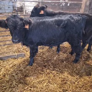 Miniature heifer. Nice and quiet calf. Healthy, would be a great pet. Tag # 4a, Pick up at Grunthal auction mart after closing day