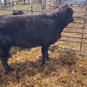 Miniature heifer. Nice and quiet calf. Healthy, would be a great pet. Tag # 6. Pick up at Grunthal auction mart after closing day