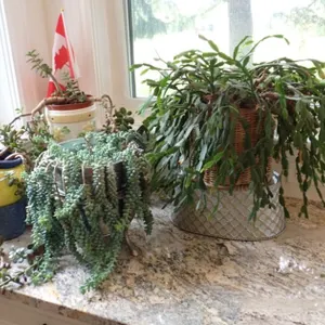 Burro, Jade & Cactus