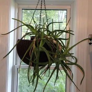 Two Orchid Cactus